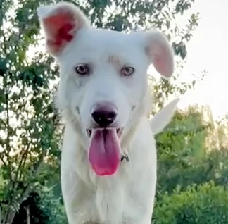 Remi 9 mesi cerca casa cucciolo buonissimo e molto intelligente