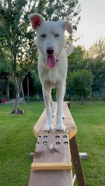 Remi 9 mesi cerca casa cucciolo buonissimo e molto intelligente | Foto 0