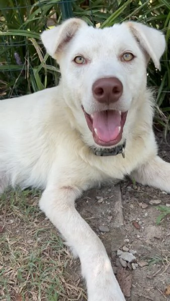 Rem cucciolone di 9 mesi bianco con gli occhi verdi cerca casa  | Foto 2