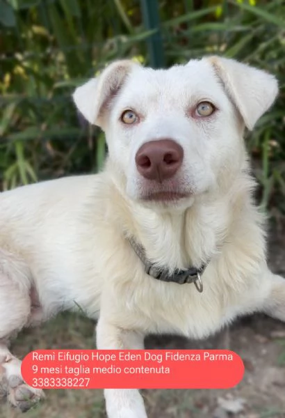 Rem cucciolone di 9 mesi bianco con gli occhi verdi cerca casa  | Foto 1