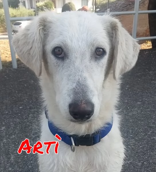 Art cucciolone di 8 mesi cerca casa  | Foto 1