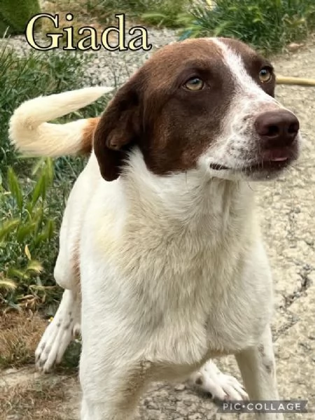 Giada splendida cucciolona dagli occhi magnetici cerca casa  | Foto 5