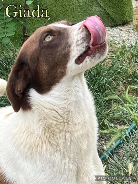 Giada splendida cucciolona dagli occhi magnetici cerca casa  | Foto 4