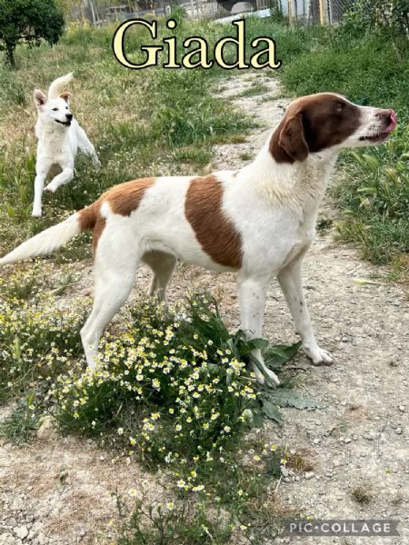 Giada splendida cucciolona dagli occhi magnetici cerca casa  | Foto 3