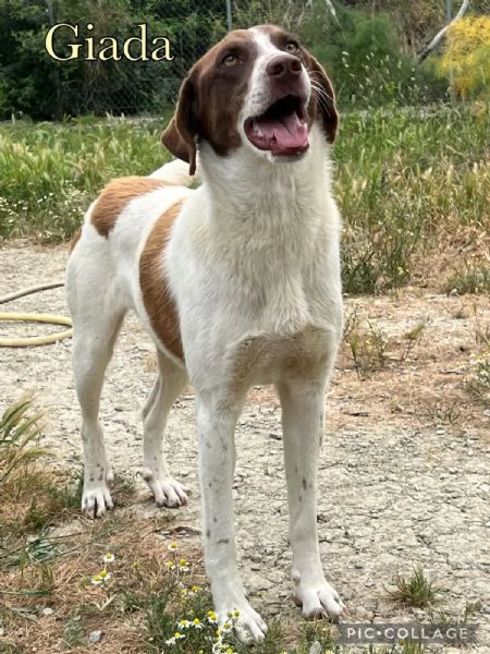 Giada splendida cucciolona dagli occhi magnetici cerca casa  | Foto 1