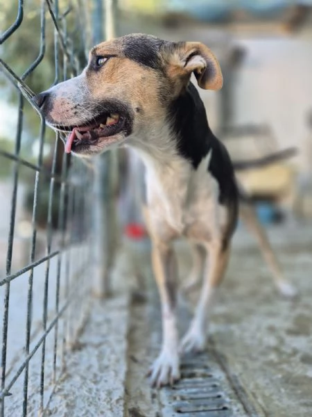 Jack stupendo cagnolino di taglia piccola cerca casa 2 anni sano  | Foto 4