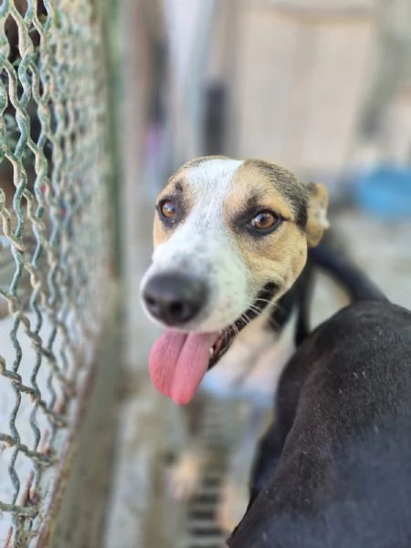 Jack stupendo cagnolino di taglia piccola cerca casa 2 anni sano  | Foto 3