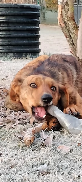 Nina cucciolona di 11 mesi tigrata cerca casa  | Foto 4