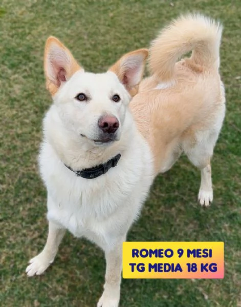 Romeo cucciolone di 9 mesi rinuncia di propriet cerca una seconda occasione