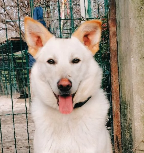 Romeo cucciolone di 9 mesi rinuncia di propriet cerca una seconda occasione | Foto 5