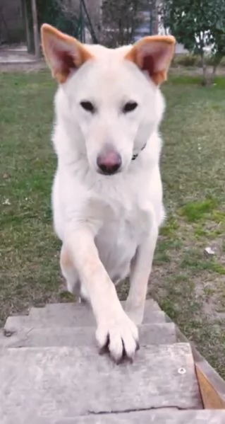 Romeo cucciolone di 9 mesi rinuncia di propriet cerca una seconda occasione | Foto 4