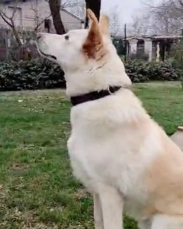 Romeo cucciolone di 9 mesi rinuncia di propriet cerca una seconda occasione | Foto 3