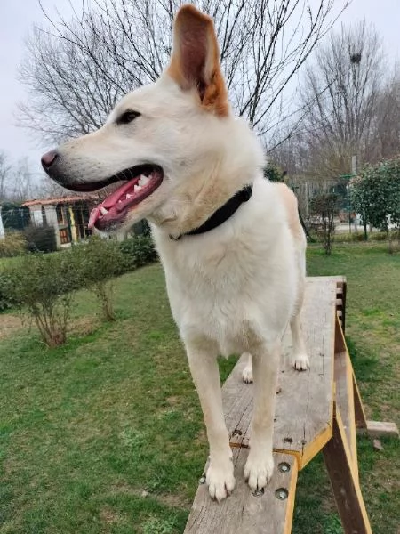 Romeo cucciolone di 9 mesi rinuncia di propriet cerca una seconda occasione | Foto 1