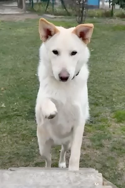 Romeo cucciolone di 9 mesi rinuncia di propriet cerca una seconda occasione | Foto 0