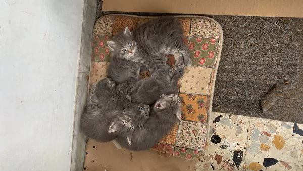 Cuccioli di gatto cercano casa | Foto 0