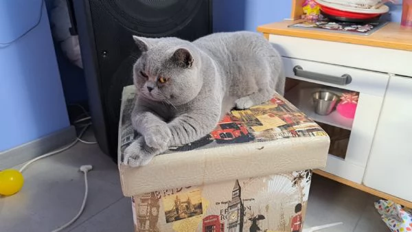 Vendesi esemplare di gatto British Shorthair BLU | Foto 2