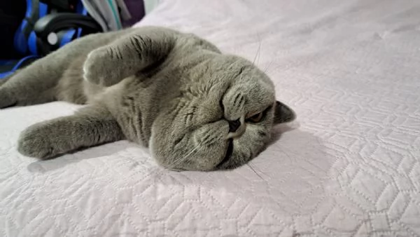 Vendesi esemplare di gatto British Shorthair BLU | Foto 1