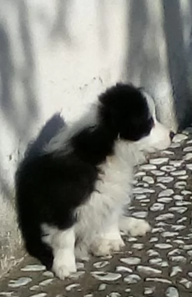 cerco femmina border collie per accoppiamento | Foto 0