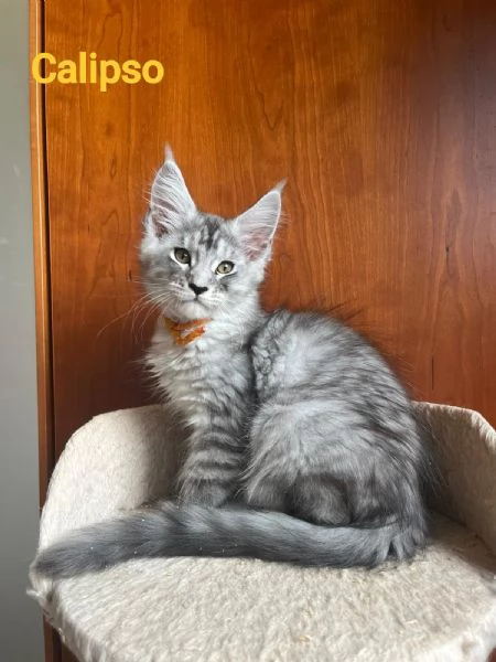 Cuccioli di Maine coons  | Foto 3