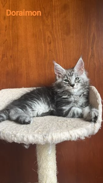 Cuccioli di Maine coons  | Foto 1