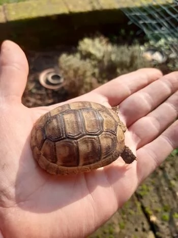 baby tartaruga marginata
