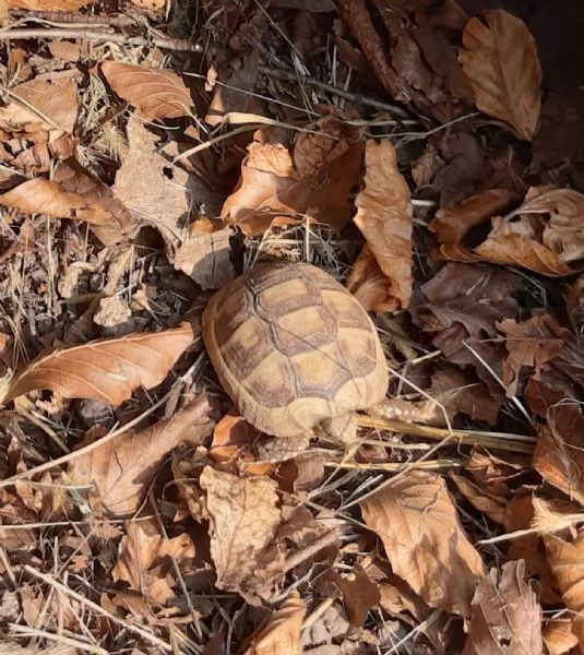 baby tartaruga marginata | Foto 0