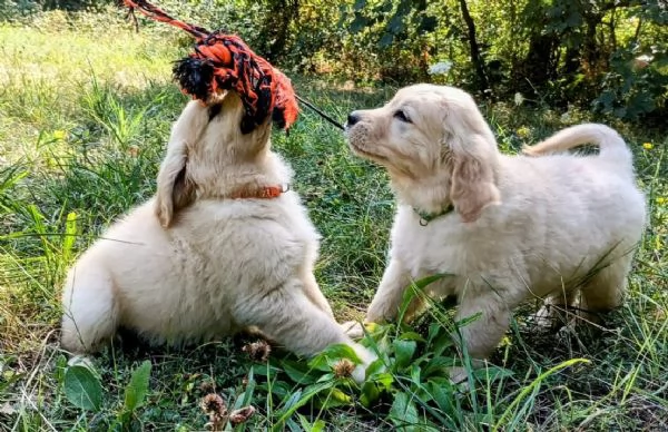 Cuccioli Golden Angloamericani 