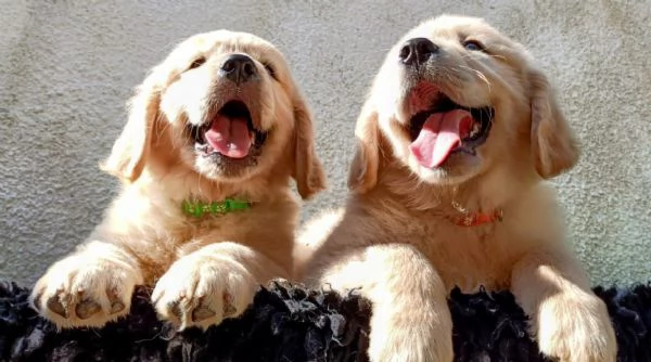 Cuccioli Golden Angloamericani  | Foto 6