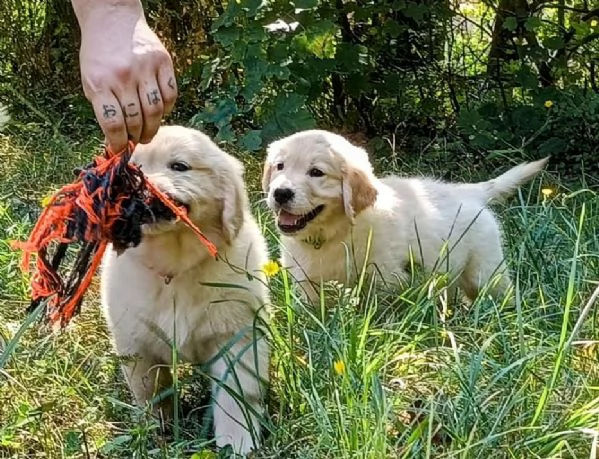 Cuccioli Golden Angloamericani  | Foto 5