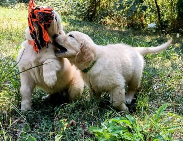 Cuccioli Golden Angloamericani  | Foto 2