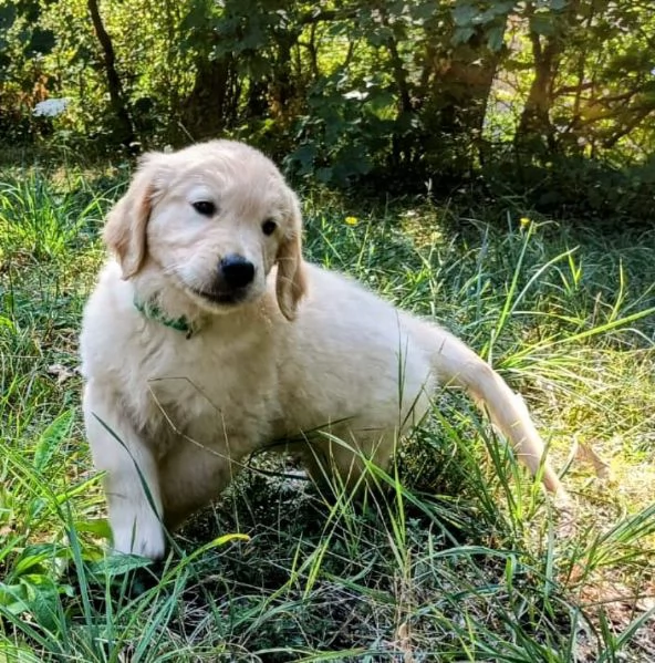 Cuccioli Golden Angloamericani  | Foto 1