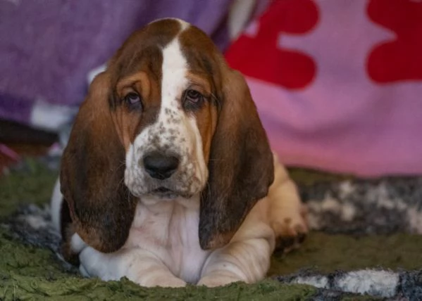 Cuccioli di Bassethound