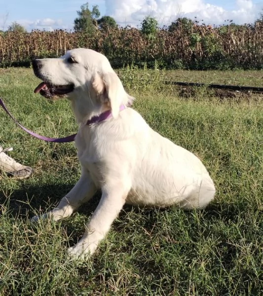 Cucciolo  di Golden Retriever | Foto 1