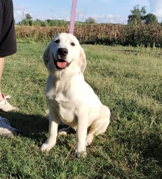 Cucciolo  di Golden Retriever | Foto 0