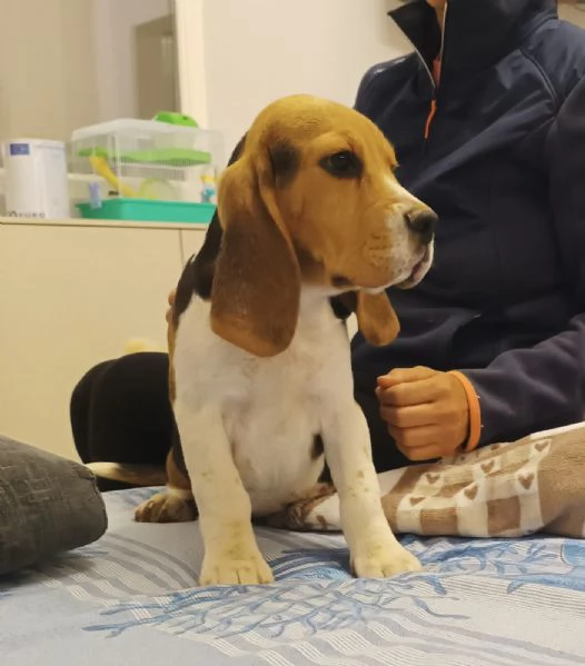 Cucciolo di Beagle