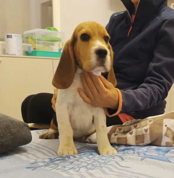 Cucciolo di Beagle | Foto 0