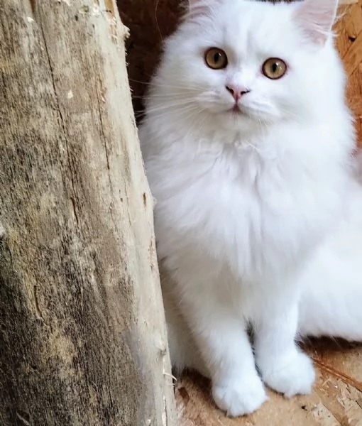 Cucciolone persiano normotipo MASCHIO  | Foto 3