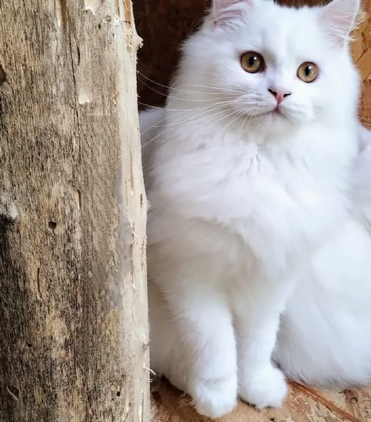 Cucciolone persiano normotipo MASCHIO  | Foto 1