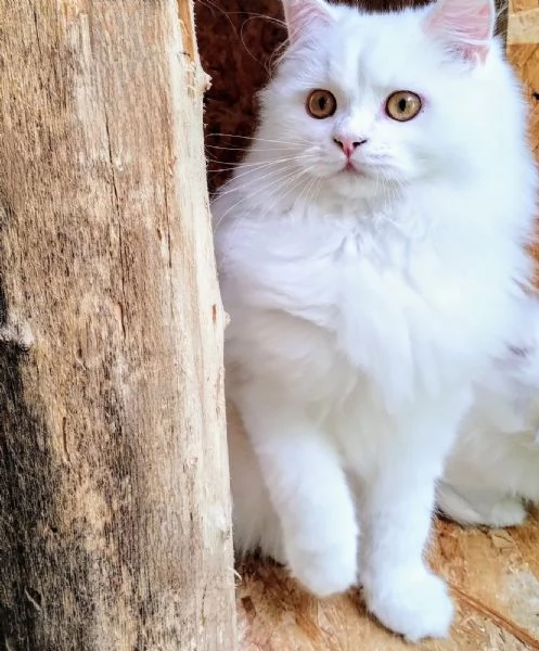 Cucciolone persiano normotipo MASCHIO  | Foto 0