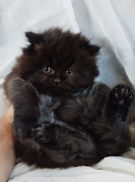 Cucciolo di persiano MASCHIO 