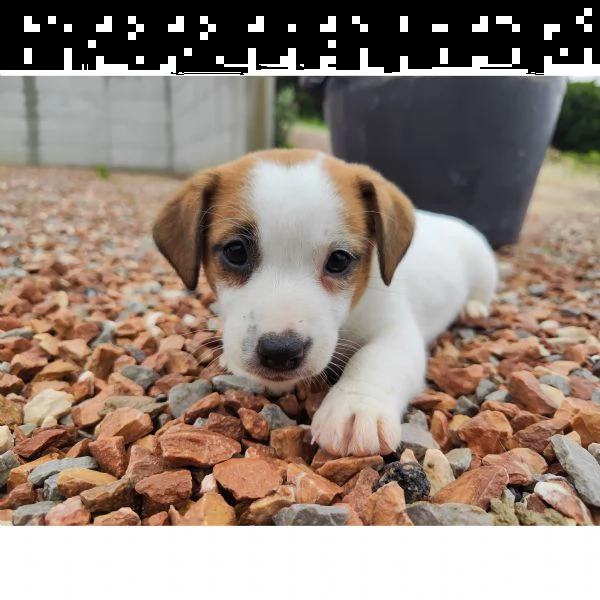 jack russell terrier cuccioli 