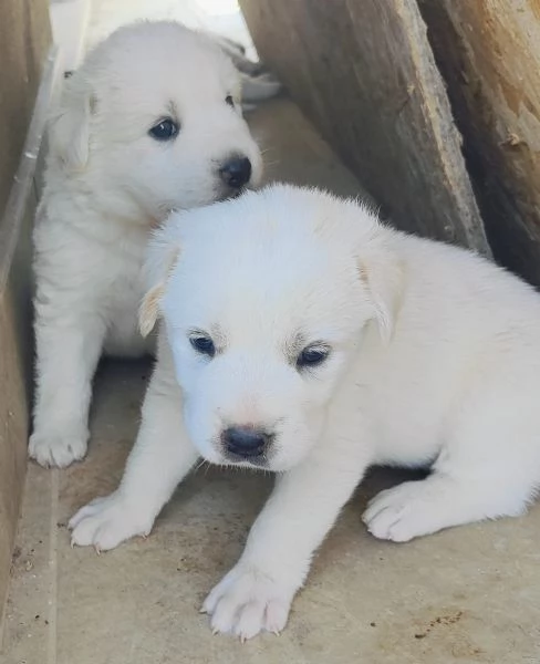 cuccioli di Pastore Abruzzese | Foto 1