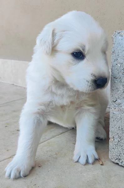 cuccioli di Pastore Abruzzese | Foto 0