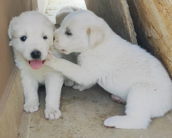 cuccioli di Pastore Abruzzese