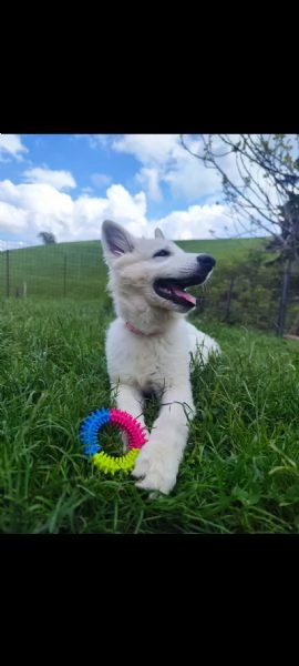 Cucciola di Pastore Svizzero | Foto 0