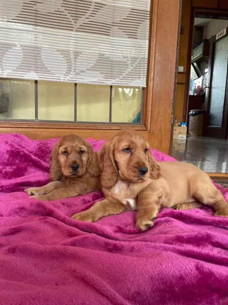 Bellissimi cuccioli di cocker spaniel maschi e femmine pronti