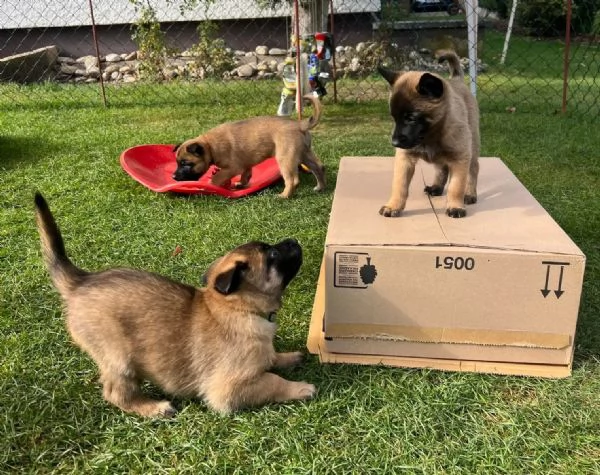 CUCCIOLI DI PASTORE BELGA MALINOIS | Foto 3