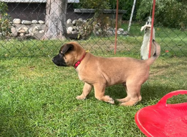 CUCCIOLI DI PASTORE BELGA MALINOIS | Foto 2