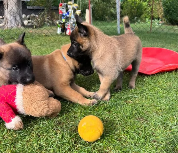 CUCCIOLI DI PASTORE BELGA MALINOIS | Foto 1