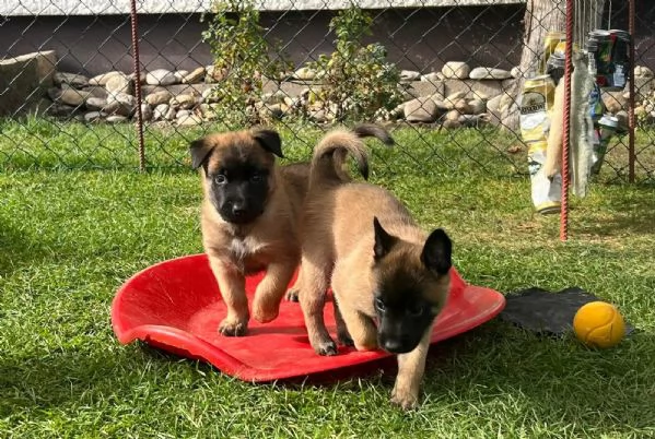 CUCCIOLI DI PASTORE BELGA MALINOIS | Foto 0